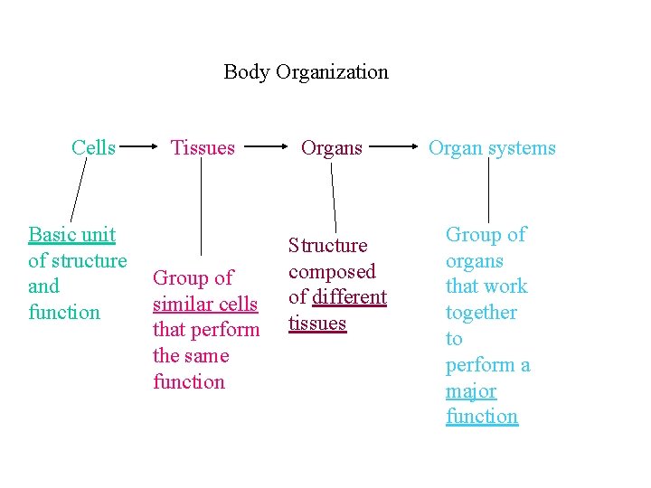 Body Organization Cells Basic unit of structure and function Tissues Group of similar cells