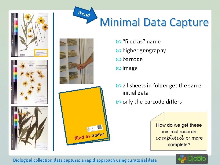 Tren d Minimal Data Capture “filed as” name higher geography barcode image all sheets