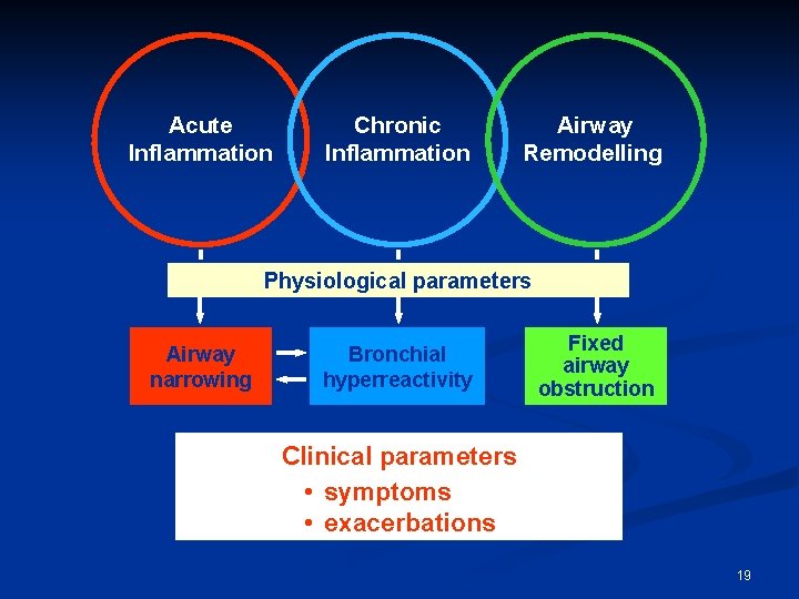 Acute Inflammation Chronic Inflammation Airway Remodelling Physiological parameters Airway narrowing Bronchial hyperreactivity Fixed airway