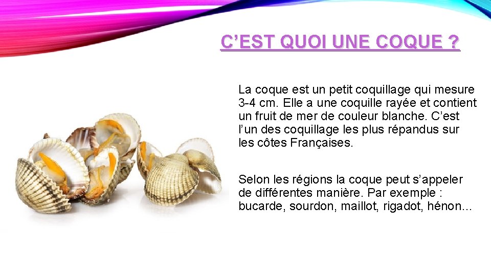 C’EST QUOI UNE COQUE ? La coque est un petit coquillage qui mesure 3