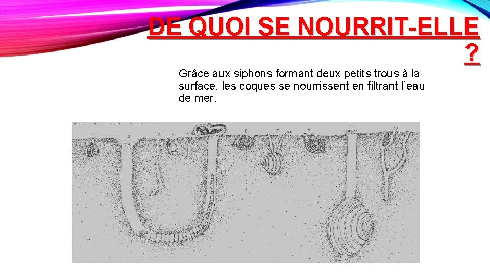 DE QUOI SE NOURRIT-ELLE ? Grâce aux siphons formant deux petits trous à la