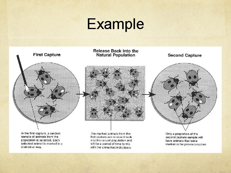 Characteristics of Populations Habitat the place where an