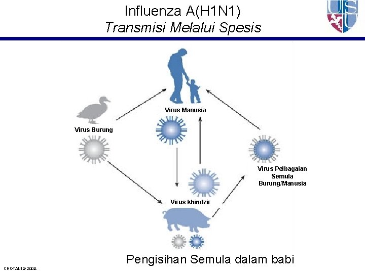 Influenza A(H 1 N 1) Transmisi Melalui Spesis Virus Manusia Virus Burung Virus Pelbagaian