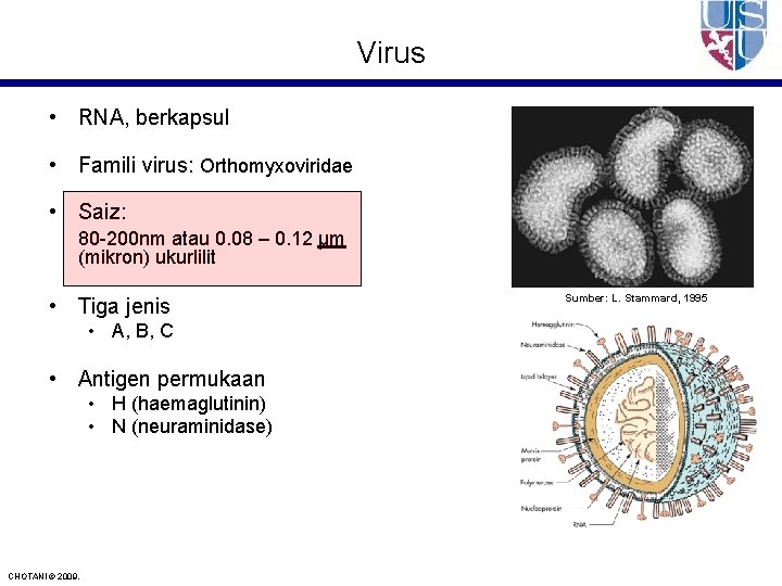 Virus • RNA, berkapsul • Famili virus: Orthomyxoviridae • Saiz: 80 -200 nm atau