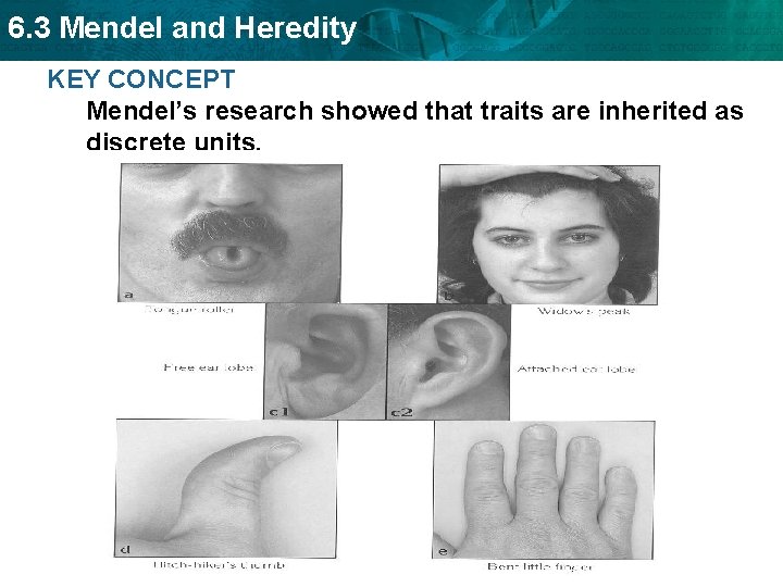6. 3 Mendel and Heredity KEY CONCEPT Mendel’s research showed that traits are inherited