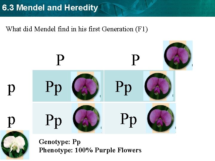 6. 3 Mendel and Heredity What did Mendel find in his first Generation (F