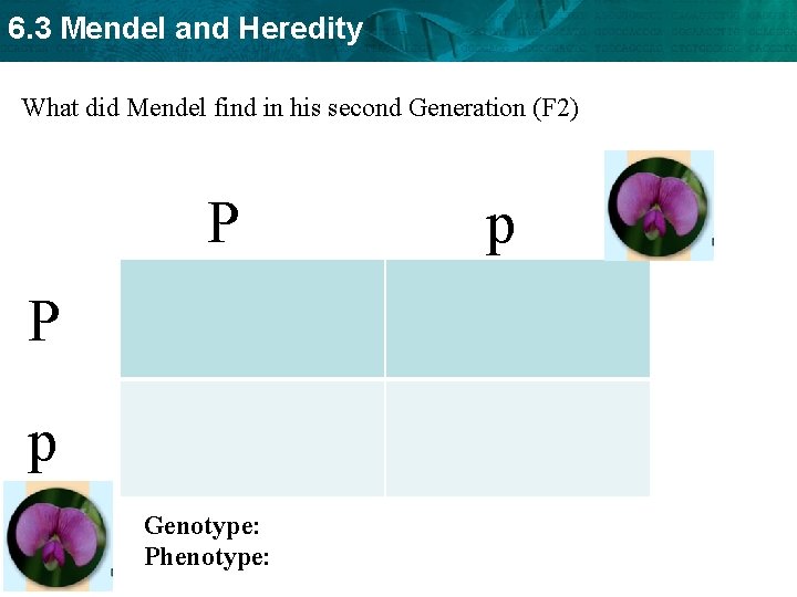 6. 3 Mendel and Heredity What did Mendel find in his second Generation (F