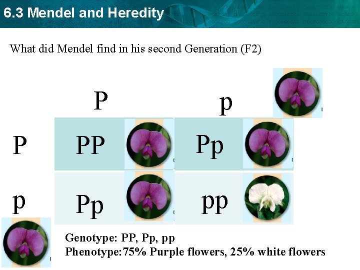 6. 3 Mendel and Heredity What did Mendel find in his second Generation (F