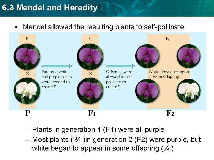 6. 3 Mendel and Heredity • Mendel allowed the resulting plants to self-pollinate. P