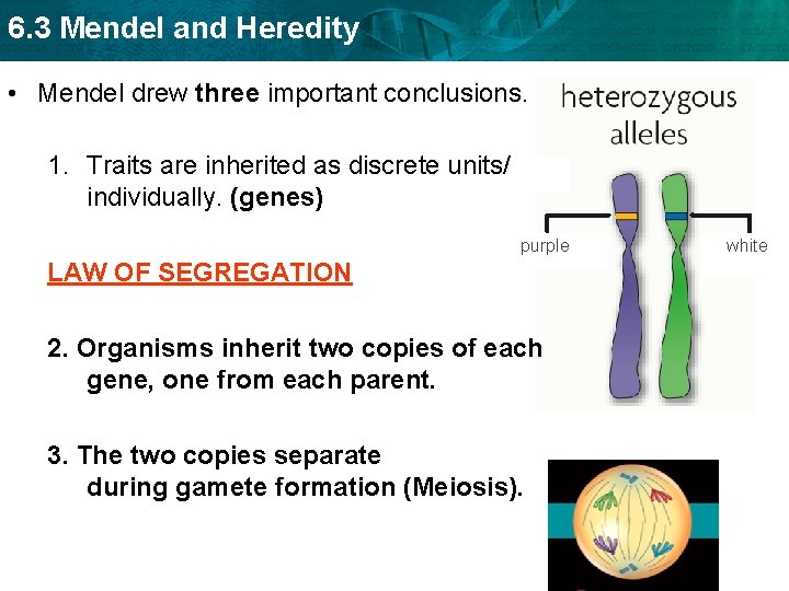 6. 3 Mendel and Heredity • Mendel drew three important conclusions. 1. Traits are