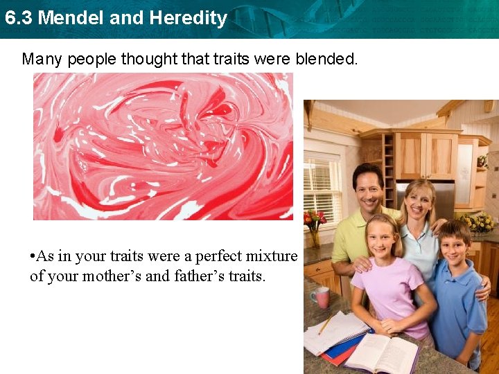 6. 3 Mendel and Heredity Many people thought that traits were blended. • As