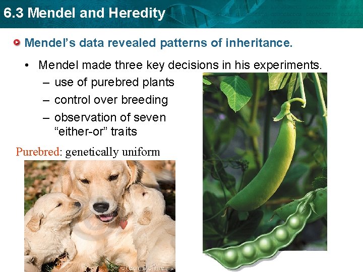 6. 3 Mendel and Heredity Mendel’s data revealed patterns of inheritance. • Mendel made