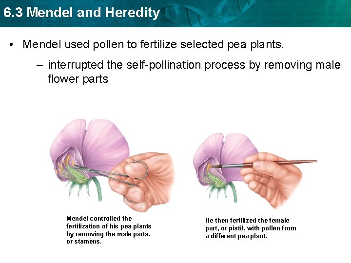 6. 3 Mendel and Heredity • Mendel used pollen to fertilize selected pea plants.