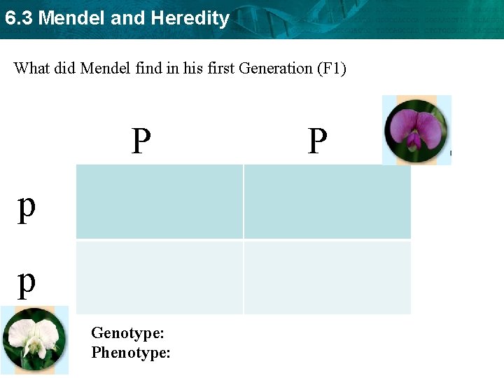 6. 3 Mendel and Heredity What did Mendel find in his first Generation (F