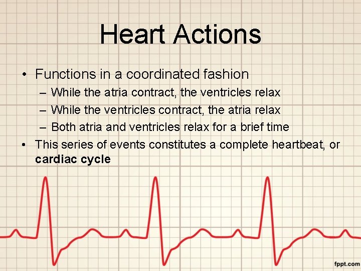 Heart Actions • Functions in a coordinated fashion – While the atria contract, the