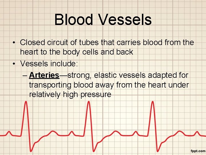 Blood Vessels • Closed circuit of tubes that carries blood from the heart to