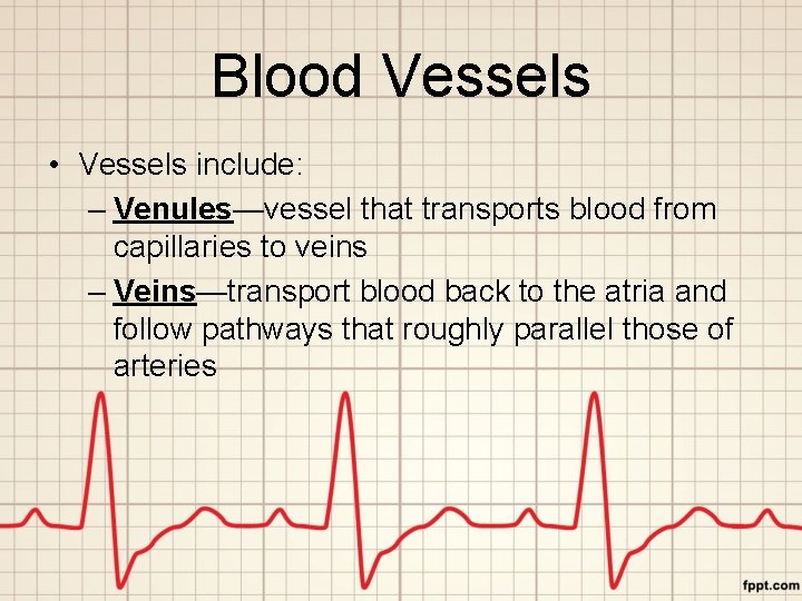 Blood Vessels • Vessels include: – Venules—vessel that transports blood from capillaries to veins