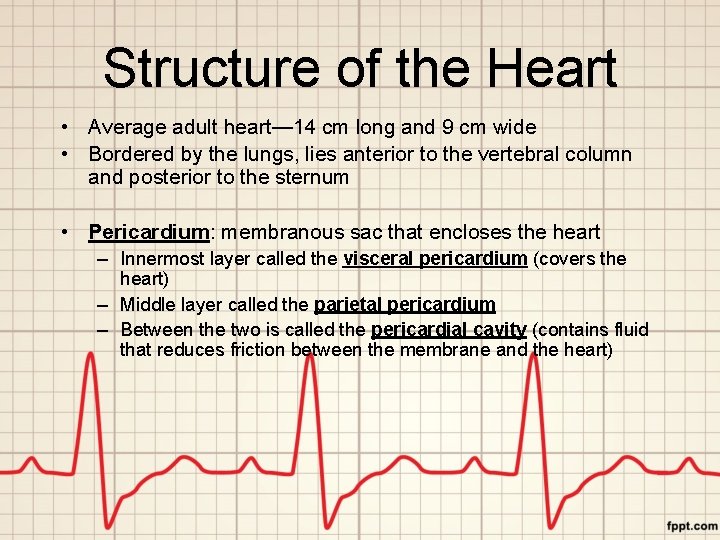 Structure of the Heart • Average adult heart— 14 cm long and 9 cm