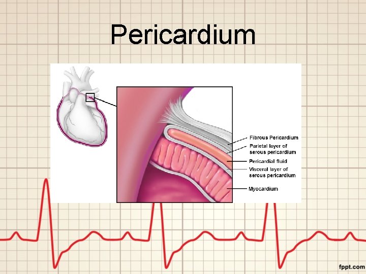 Pericardium 