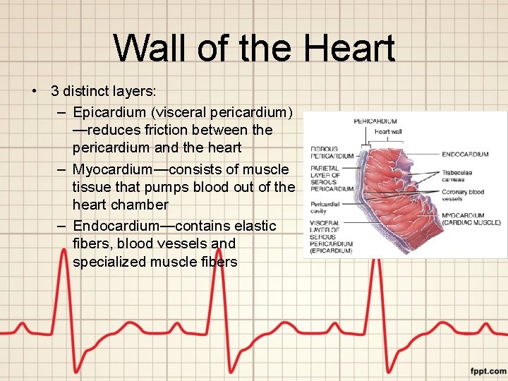 Wall of the Heart • 3 distinct layers: – Epicardium (visceral pericardium) —reduces friction