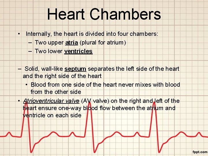Heart Chambers • Internally, the heart is divided into four chambers: – Two upper