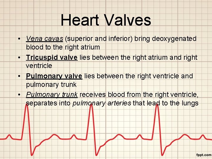 Heart Valves • Vena cavas (superior and inferior) bring deoxygenated blood to the right