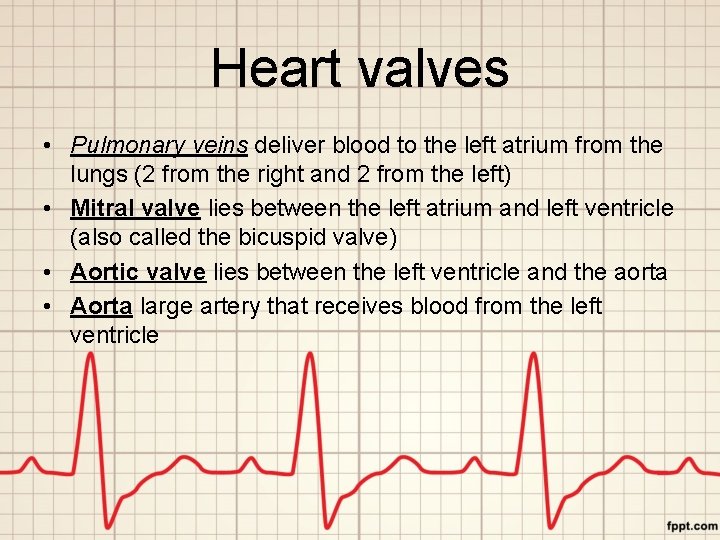 Heart valves • Pulmonary veins deliver blood to the left atrium from the lungs