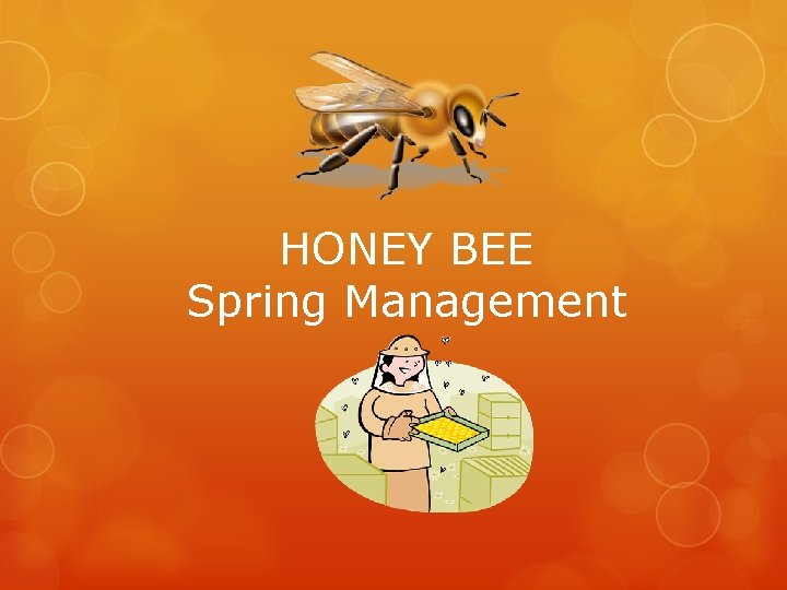 HONEY BEE Spring Management 
