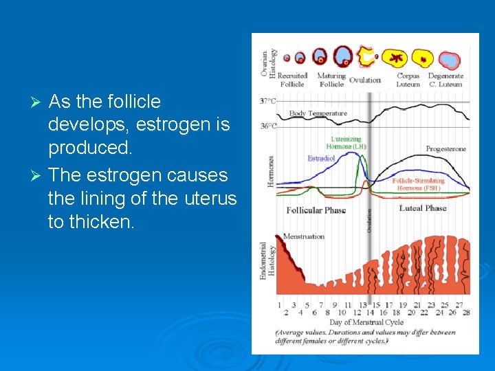 As the follicle develops, estrogen is produced. Ø The estrogen causes the lining of