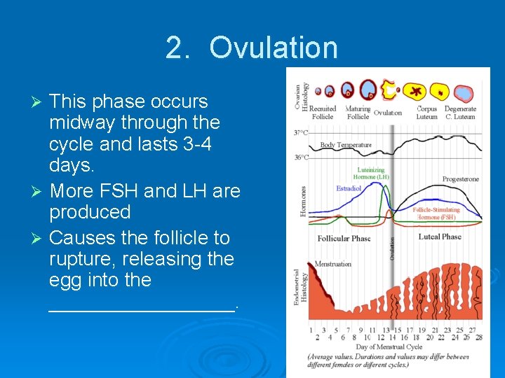 2. Ovulation This phase occurs midway through the cycle and lasts 3 -4 days.