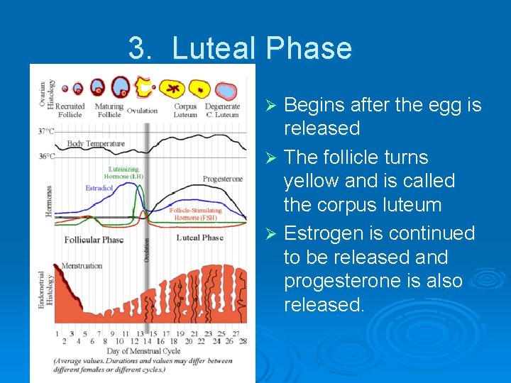 3. Luteal Phase Begins after the egg is released Ø The follicle turns yellow