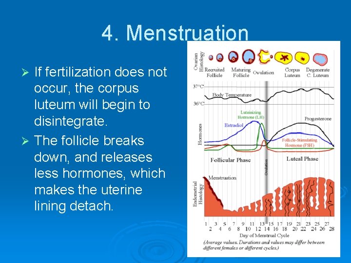 4. Menstruation If fertilization does not occur, the corpus luteum will begin to disintegrate.
