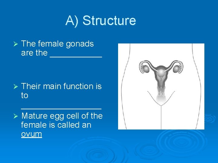 A) Structure Ø The female gonads are the ______ Their main function is to