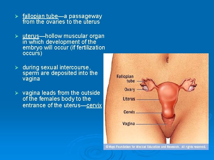 Ø fallopian tube—a passageway from the ovaries to the uterus Ø uterus—hollow muscular organ