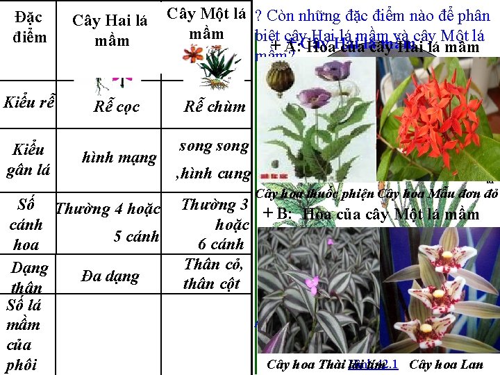 Đặc Hai lálá Đặc Cây Hai Cây Một lá điểm mầm mầm Kiểu rễ