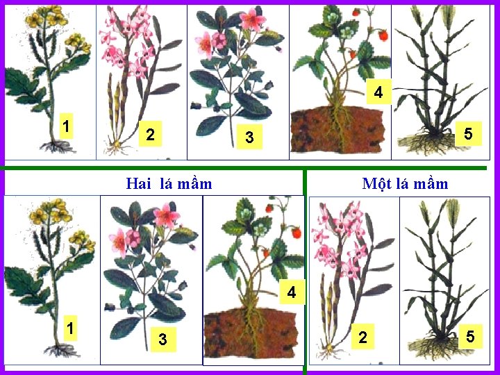 4 11 22 5 33 Hai lá mầm Một lá mầm 4 11 33