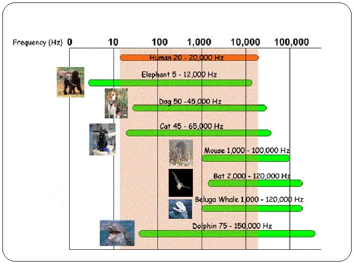 Exponential Sound Sound Demonstrations Sound waves are caused by vibrations
