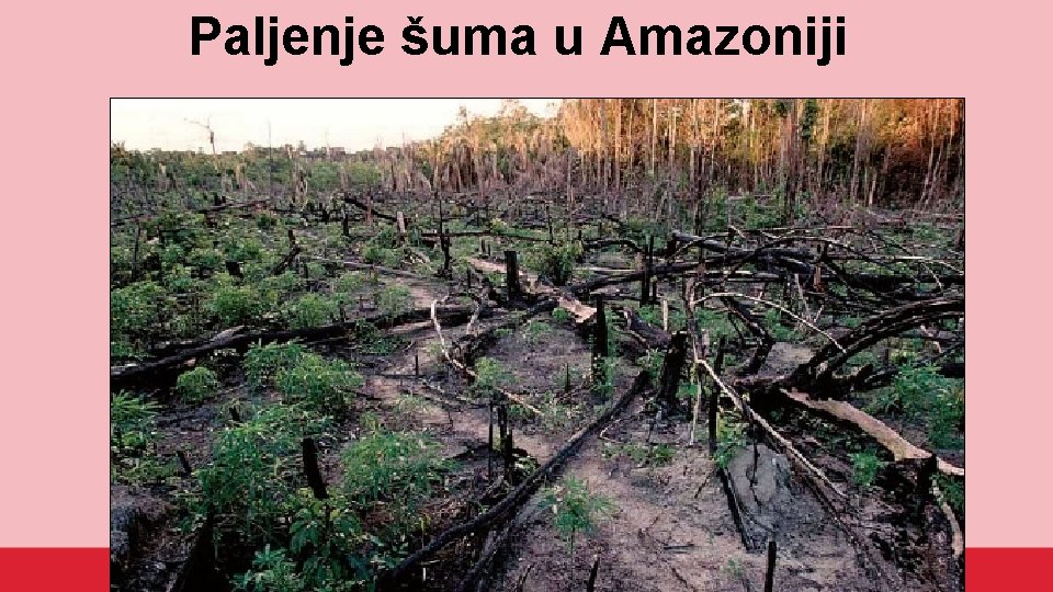 Paljenje šuma u Amazoniji 