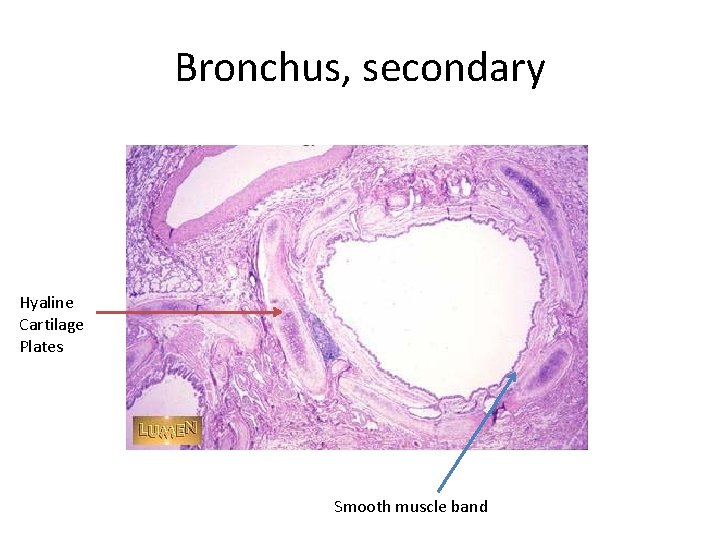 Bronchus, secondary Hyaline Cartilage Plates Smooth muscle band 