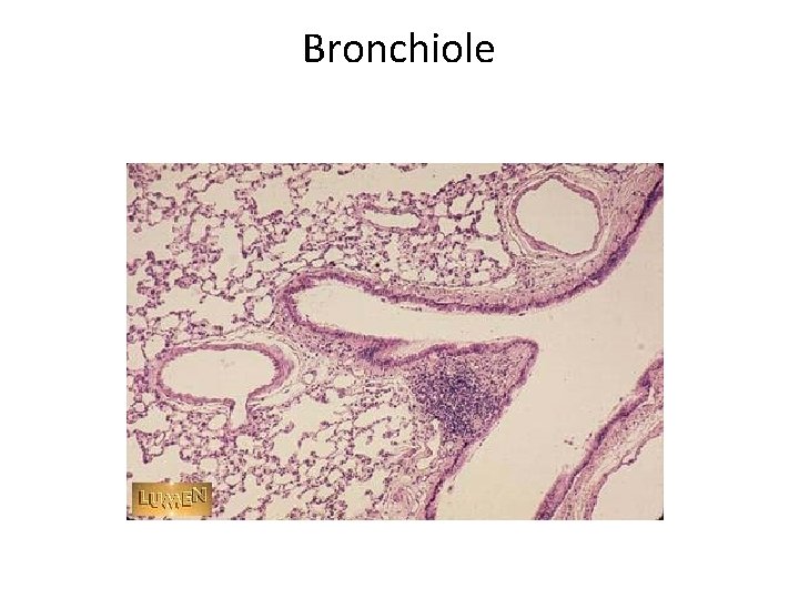 Bronchiole 