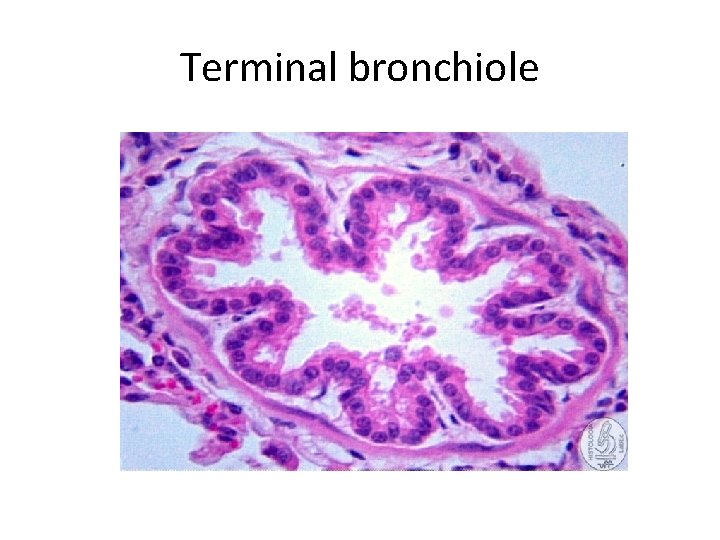 Terminal bronchiole 