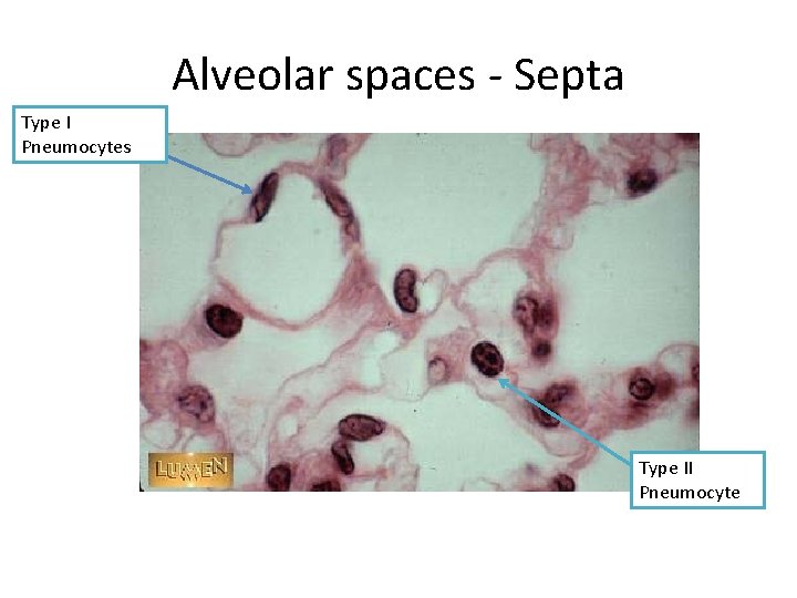 Alveolar spaces - Septa Type I Pneumocytes Type II Pneumocyte 