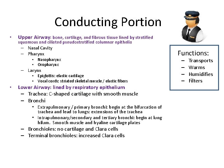 Conducting Portion • Upper Airway: bone, cartilage, and fibrous tissue lined by stratified squamous