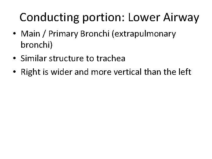 Conducting portion: Lower Airway • Main / Primary Bronchi (extrapulmonary bronchi) • Similar structure