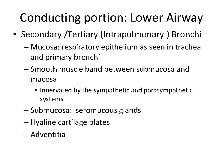 Conducting portion: Lower Airway • Secondary /Tertiary (Intrapulmonary ) Bronchi – Mucosa: respiratory epithelium