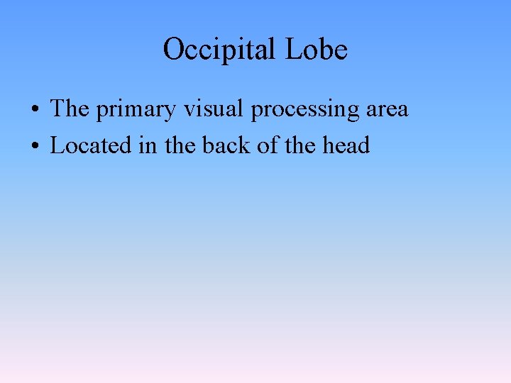 Occipital Lobe • The primary visual processing area • Located in the back of Occipital Lobe • The primary visual processing area • Located in the back of
