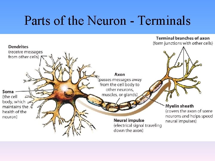 Parts of the Neuron - Terminals Parts of the Neuron - Terminals