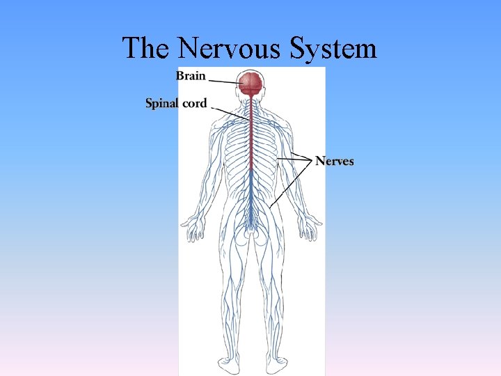 The Nervous System The Nervous System