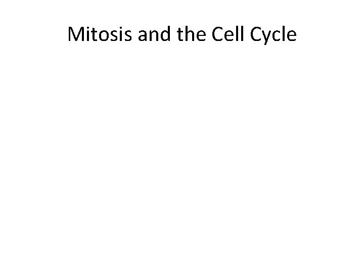 Mitosis and the Cell Cycle 