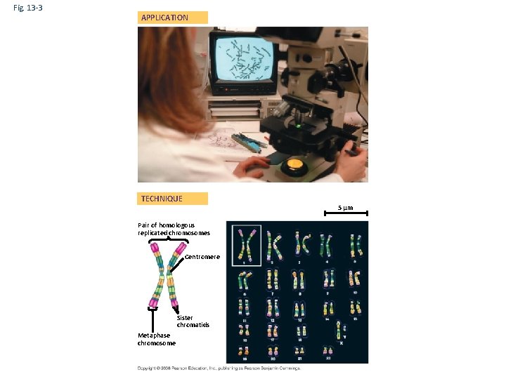 Fig. 13 -3 APPLICATION TECHNIQUE 5 µm Pair of homologous replicated chromosomes Centromere Sister